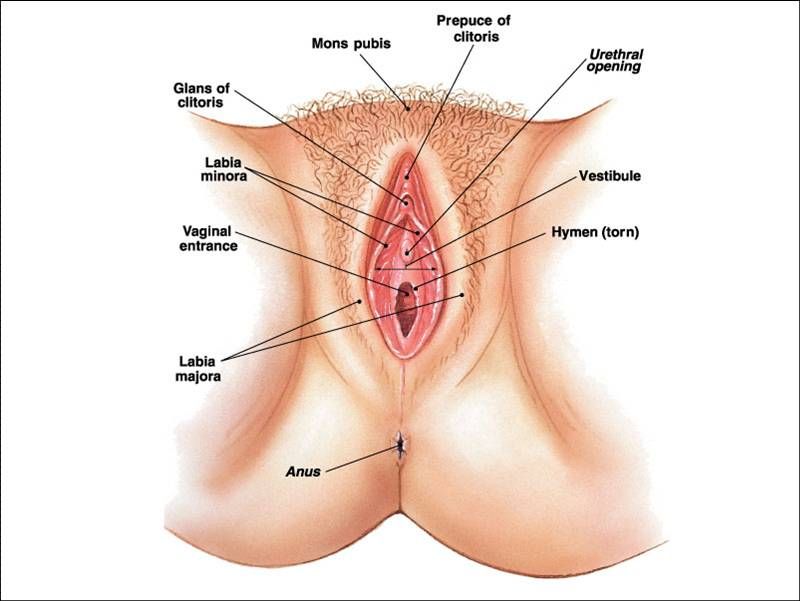 gambar bentuk kemaluan wanita