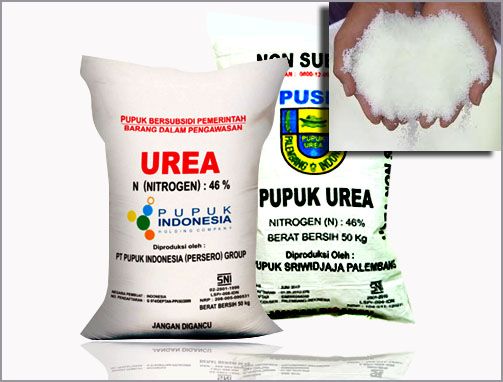 khasiat buah  buahan