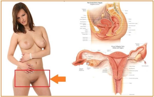 jenis jenis bentuk tubuh wanita