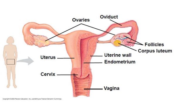 celana dalam wanita hot