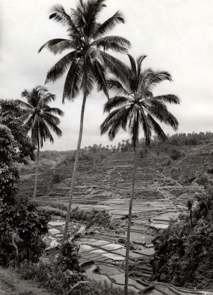 bali tetek