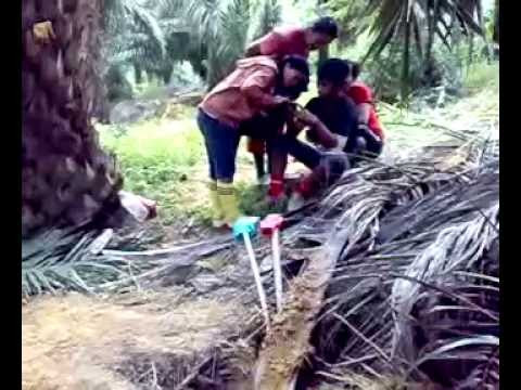model bugil di kebun