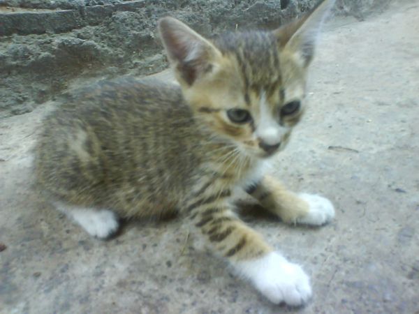 bintang aries
